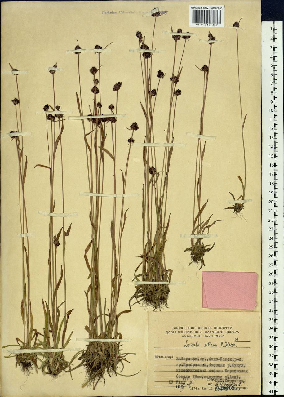 Luzula multiflora subsp. sibirica V. I. Krecz., Сибирь, Дальний Восток (S6) (Россия)