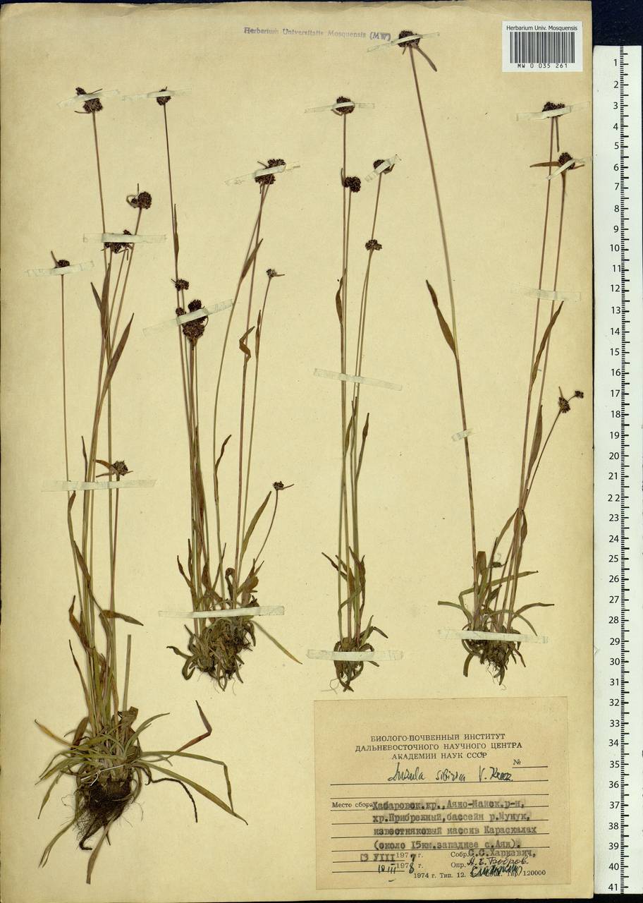 Luzula multiflora subsp. sibirica V.I.Krecz., Сибирь, Дальний Восток (S6) (Россия)