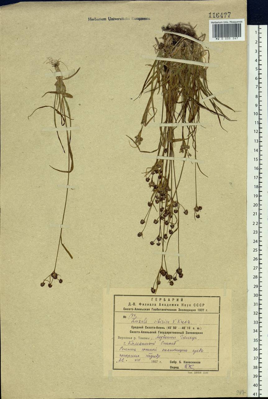 Luzula multiflora subsp. sibirica V.I.Krecz., Сибирь, Дальний Восток (S6) (Россия)
