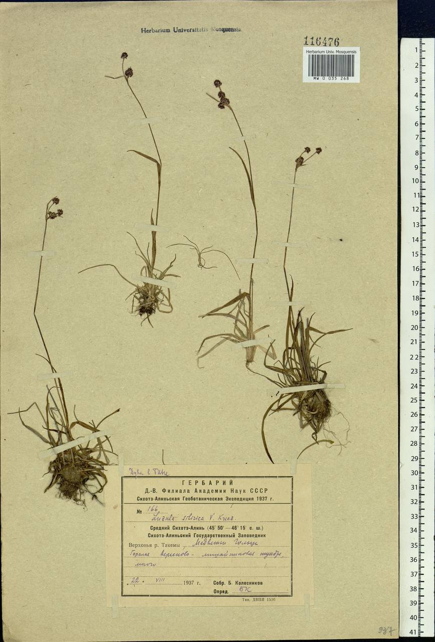 Luzula multiflora subsp. sibirica V.I.Krecz., Сибирь, Дальний Восток (S6) (Россия)