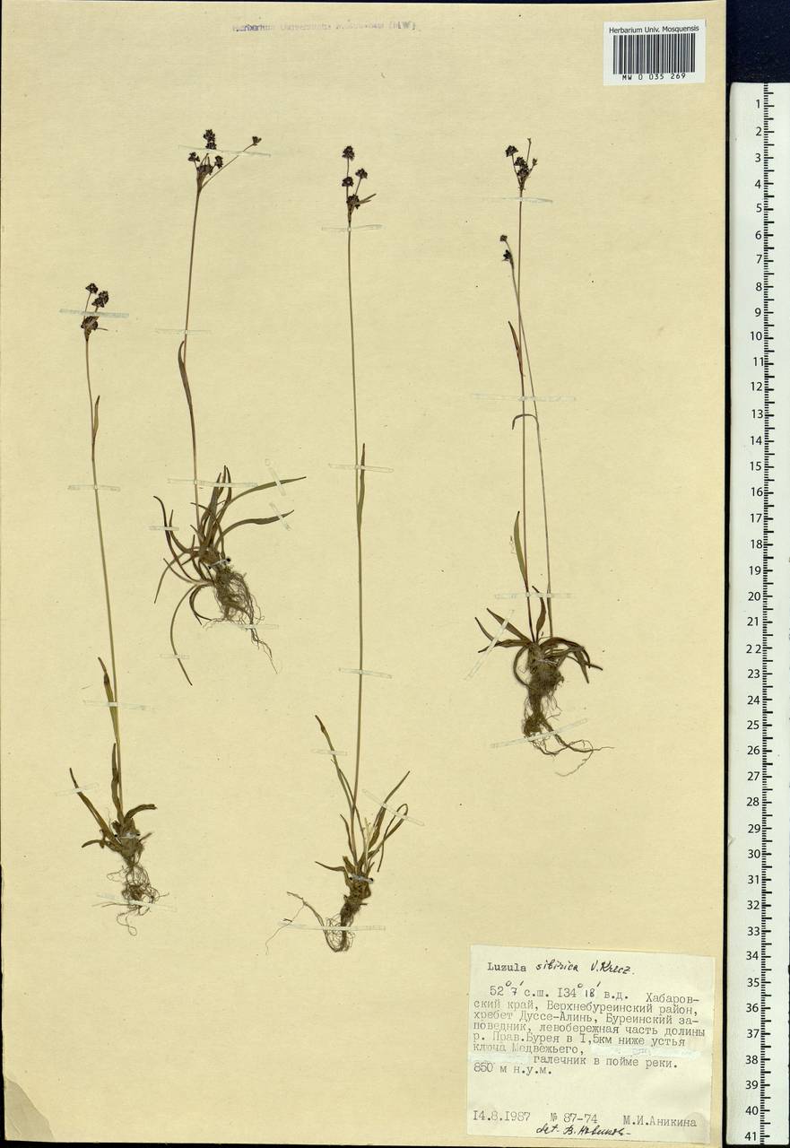 Luzula multiflora subsp. sibirica V.I.Krecz., Сибирь, Дальний Восток (S6) (Россия)