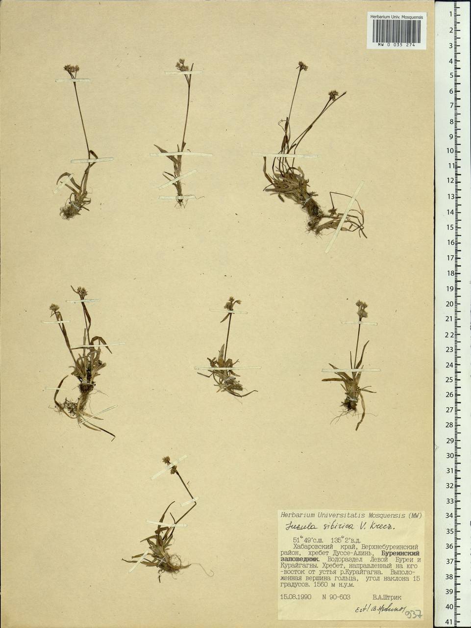 Luzula multiflora subsp. sibirica V.I.Krecz., Сибирь, Дальний Восток (S6) (Россия)