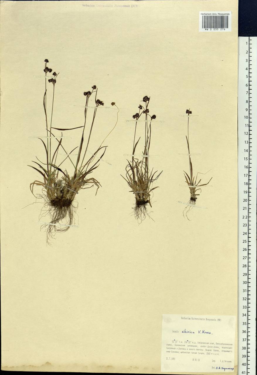Luzula multiflora subsp. sibirica V.I.Krecz., Сибирь, Дальний Восток (S6) (Россия)