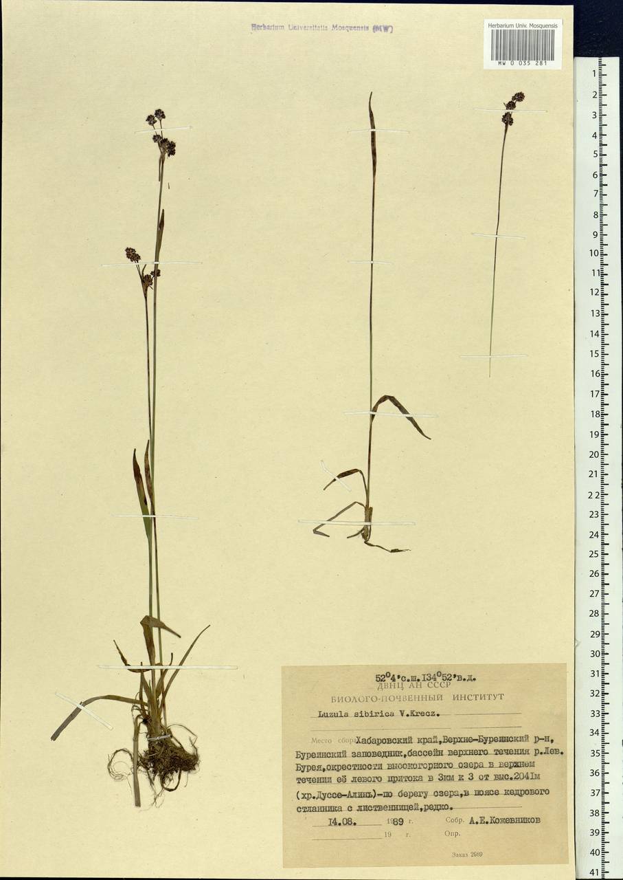Luzula multiflora subsp. sibirica V. I. Krecz., Сибирь, Дальний Восток (S6) (Россия)
