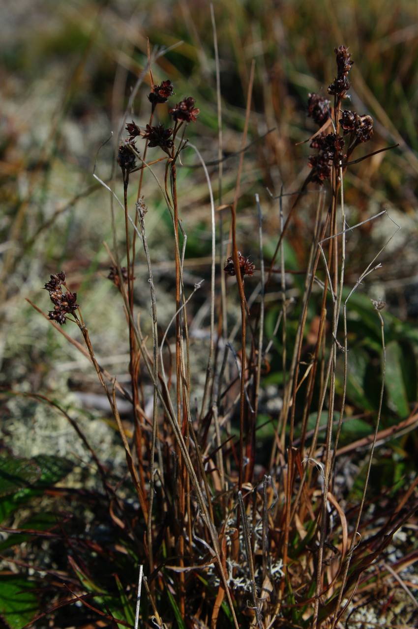 Luzula multiflora subsp. sibirica V.I.Krecz., Сибирь, Дальний Восток (S6) (Россия)