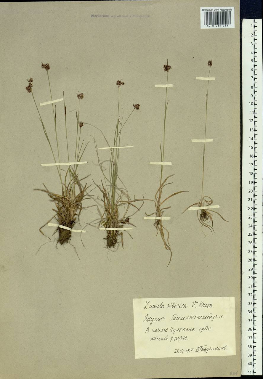 Luzula multiflora subsp. sibirica V.I.Krecz., Сибирь, Якутия (S5) (Россия)