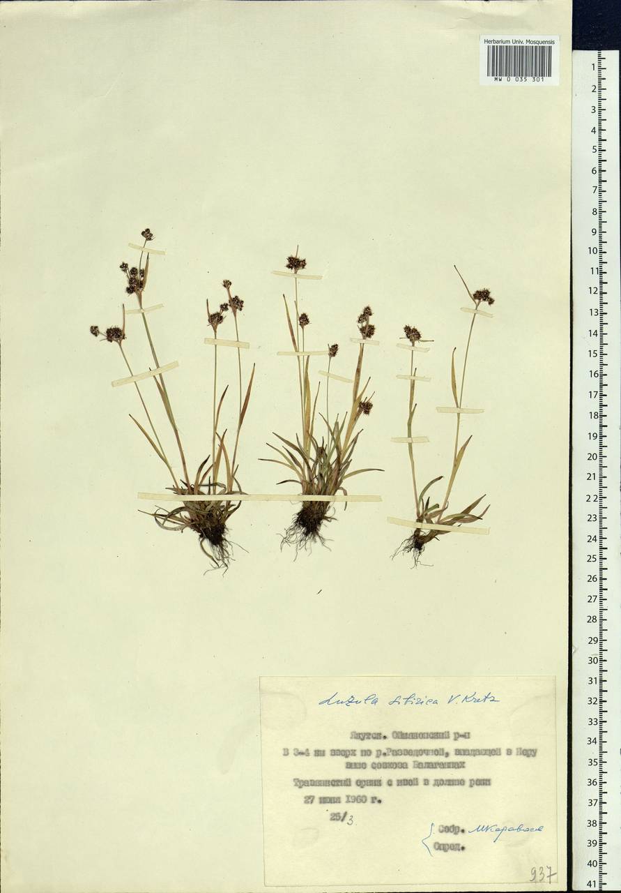 Luzula multiflora subsp. sibirica V.I.Krecz., Сибирь, Якутия (S5) (Россия)