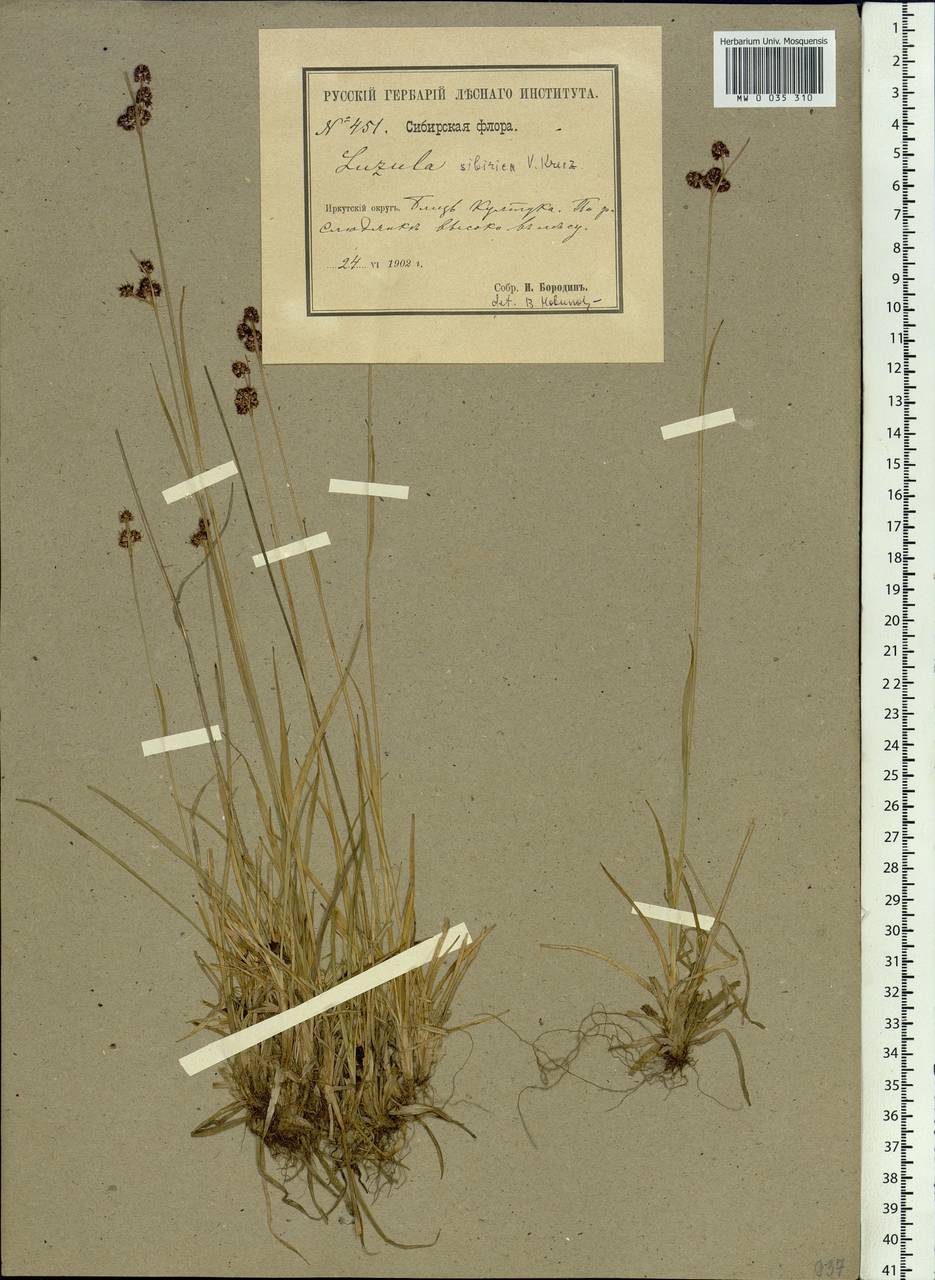 Luzula multiflora subsp. sibirica V.I.Krecz., Сибирь, Прибайкалье и Забайкалье (S4) (Россия)
