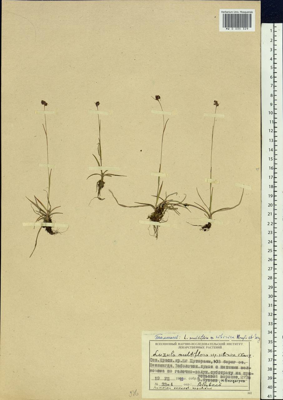 Luzula multiflora subsp. sibirica V.I.Krecz., Сибирь, Центральная Сибирь (S3) (Россия)