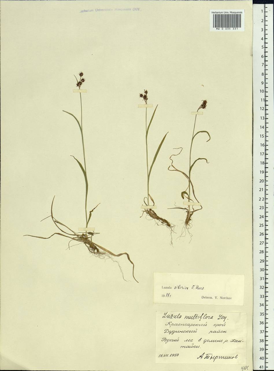 Luzula multiflora subsp. sibirica V.I.Krecz., Сибирь, Центральная Сибирь (S3) (Россия)
