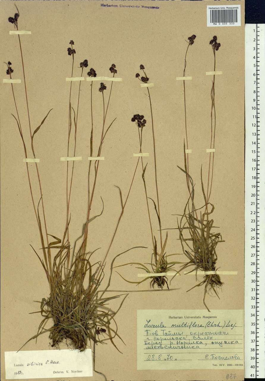 Luzula multiflora subsp. sibirica V.I.Krecz., Сибирь, Центральная Сибирь (S3) (Россия)