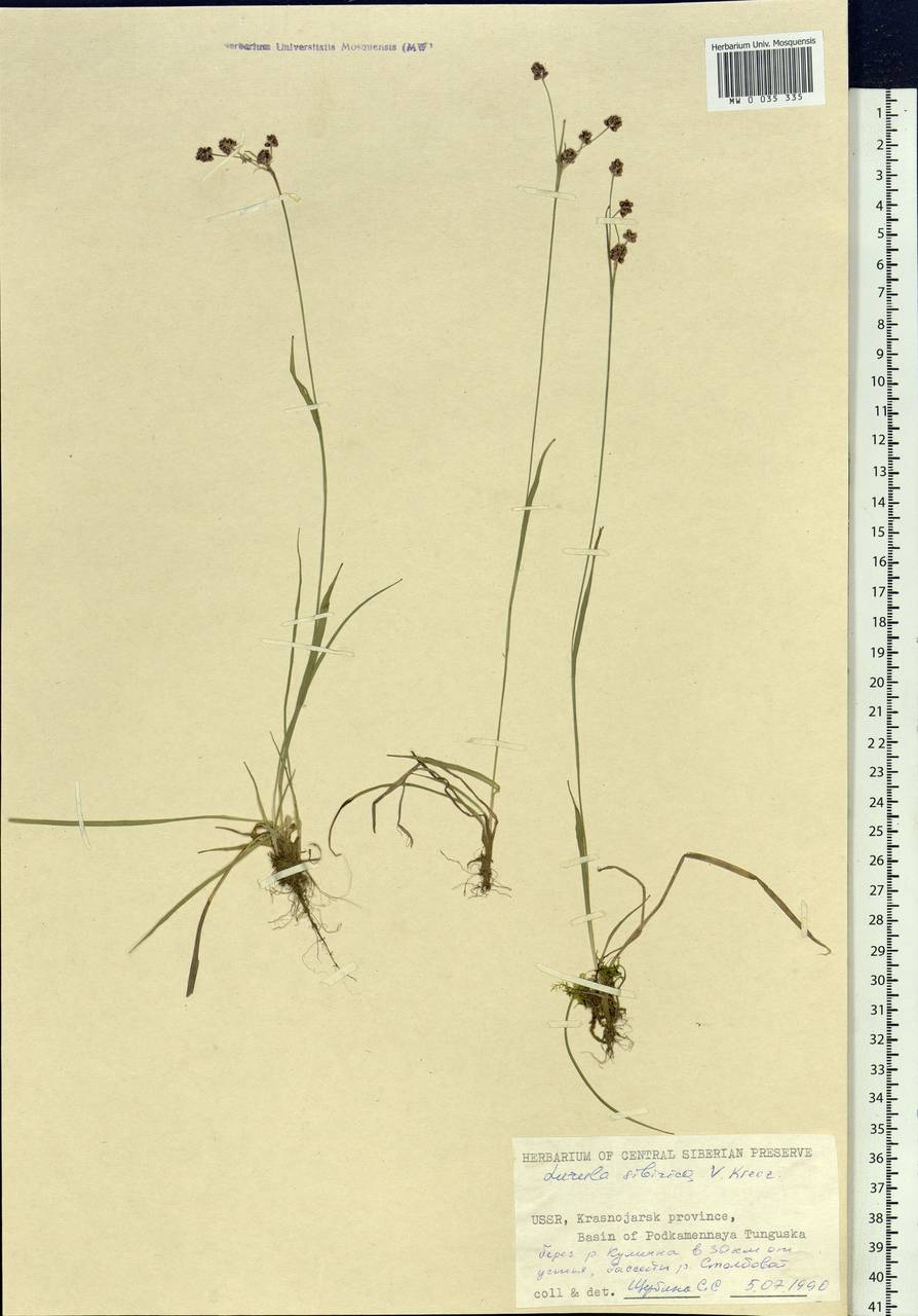 Luzula multiflora subsp. sibirica V.I.Krecz., Сибирь, Центральная Сибирь (S3) (Россия)