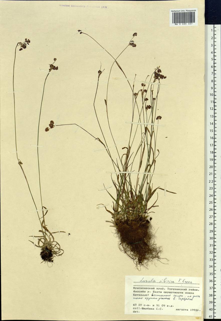 Luzula multiflora subsp. sibirica V.I.Krecz., Сибирь, Центральная Сибирь (S3) (Россия)