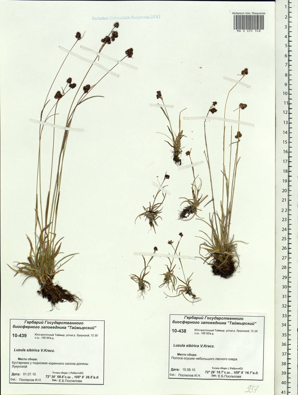 Luzula multiflora subsp. sibirica V.I.Krecz., Сибирь, Центральная Сибирь (S3) (Россия)