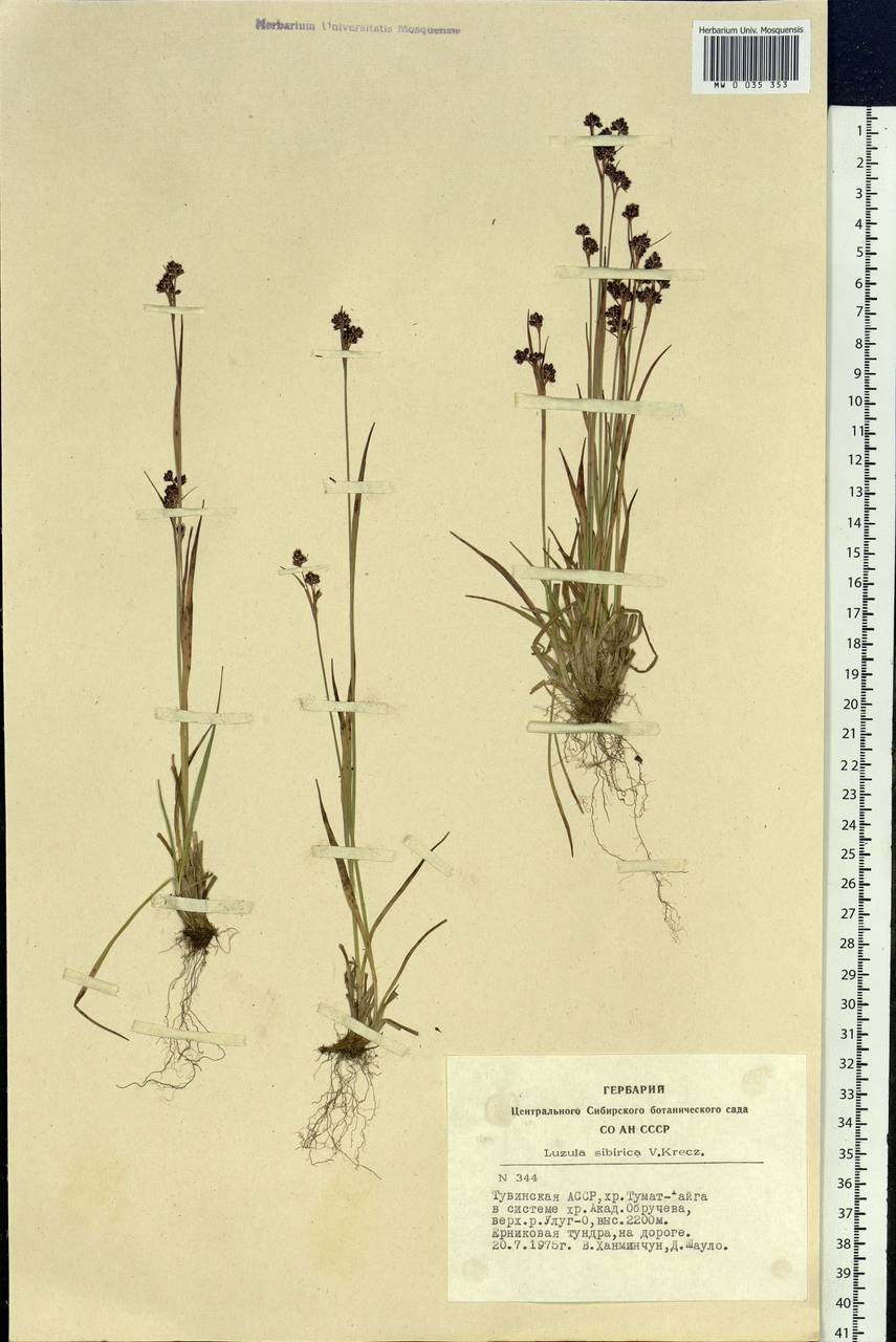 Luzula multiflora subsp. sibirica V. I. Krecz., Сибирь, Алтай и Саяны (S2) (Россия)