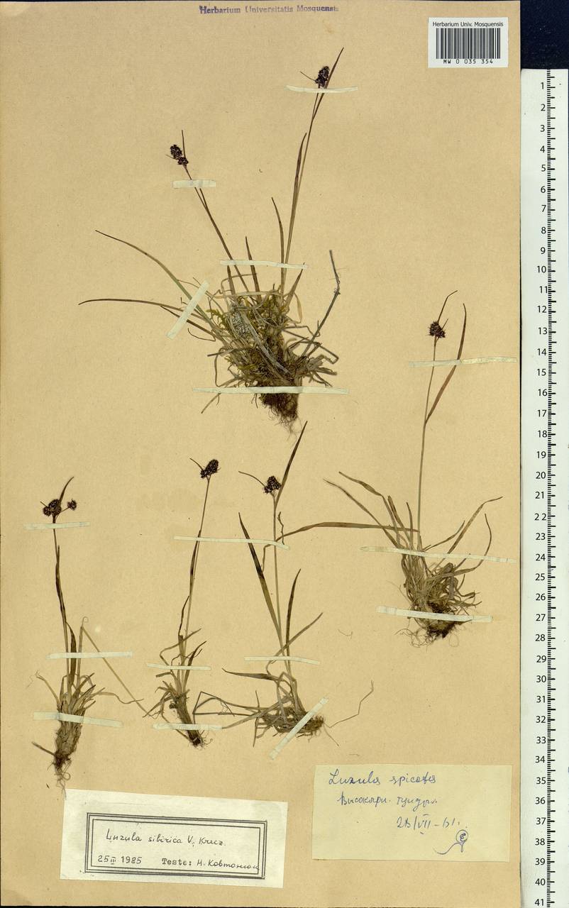 Luzula multiflora subsp. sibirica V. I. Krecz., Сибирь, Алтай и Саяны (S2) (Россия)