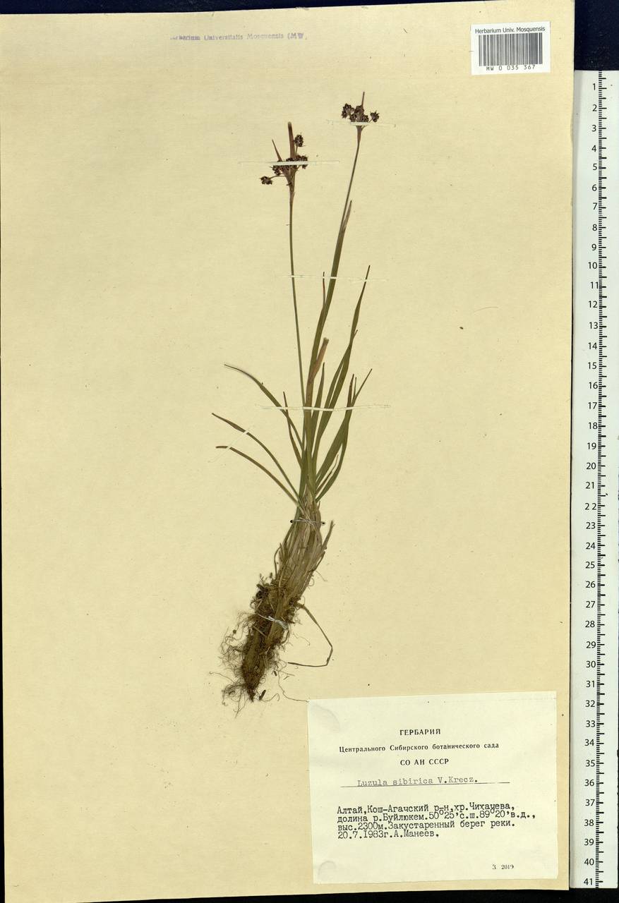 Luzula multiflora subsp. sibirica V.I.Krecz., Сибирь, Алтай и Саяны (S2) (Россия)