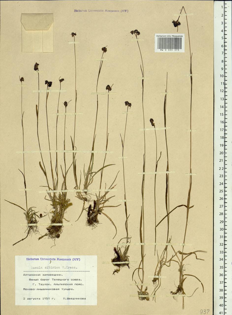 Luzula multiflora subsp. sibirica V.I.Krecz., Сибирь, Алтай и Саяны (S2) (Россия)