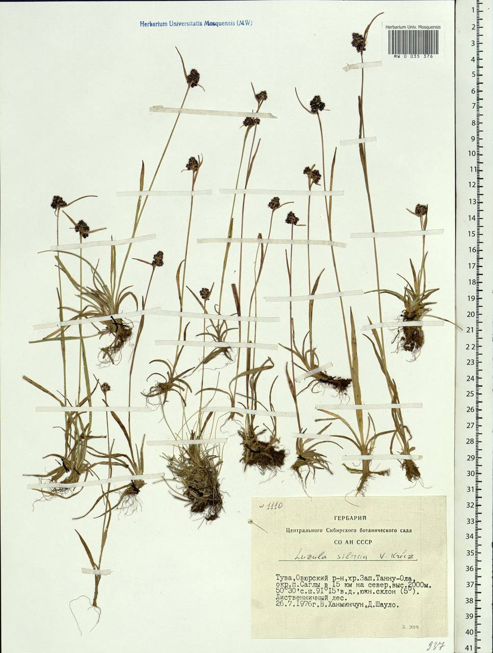 Luzula multiflora subsp. sibirica V.I.Krecz., Сибирь, Алтай и Саяны (S2) (Россия)