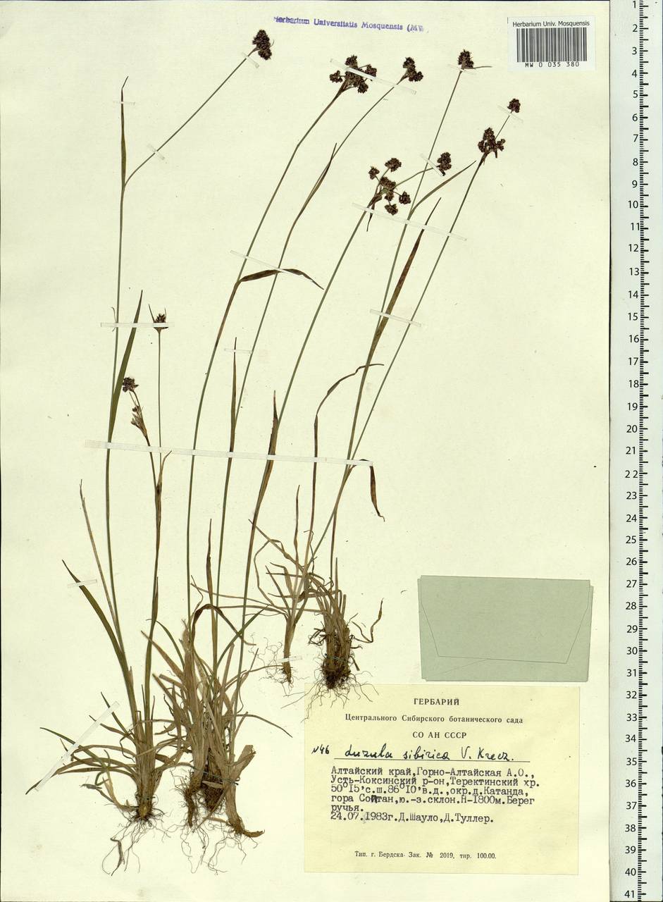 Luzula multiflora subsp. sibirica V.I.Krecz., Сибирь, Алтай и Саяны (S2) (Россия)