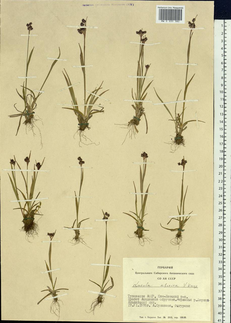 Luzula multiflora subsp. sibirica V.I.Krecz., Сибирь, Алтай и Саяны (S2) (Россия)