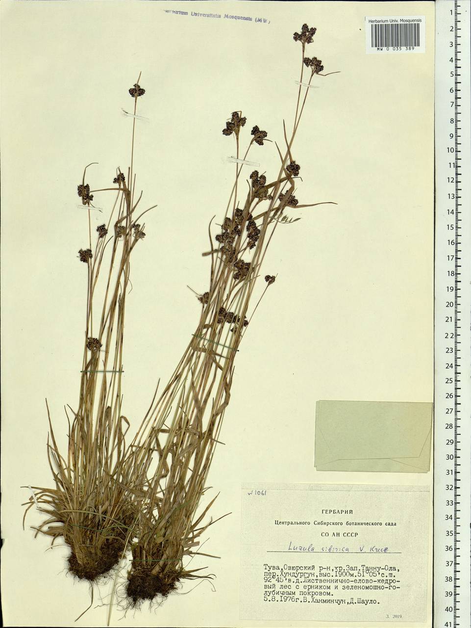 Luzula multiflora subsp. sibirica V.I.Krecz., Сибирь, Алтай и Саяны (S2) (Россия)