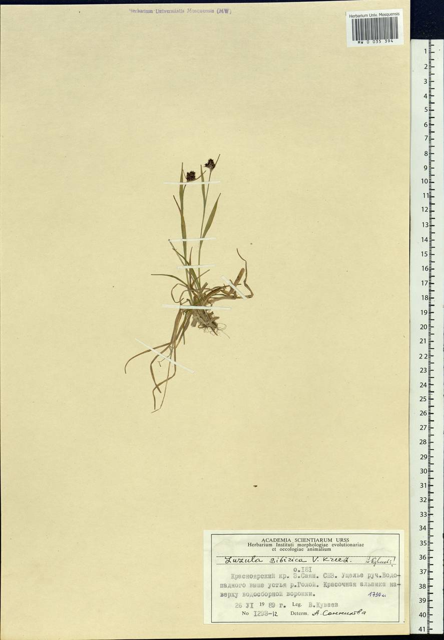 Luzula multiflora subsp. sibirica V.I.Krecz., Сибирь, Алтай и Саяны (S2) (Россия)