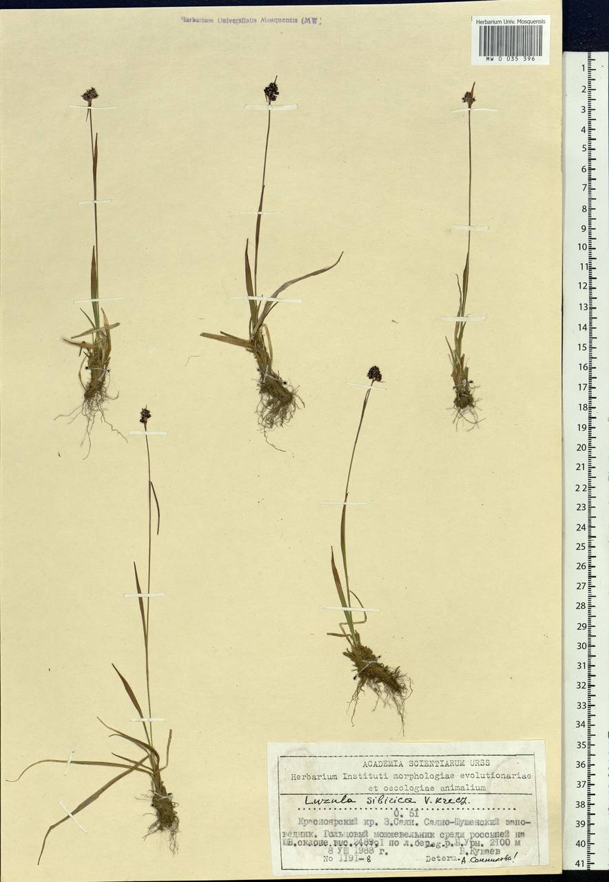 Luzula multiflora subsp. sibirica V.I.Krecz., Сибирь, Алтай и Саяны (S2) (Россия)
