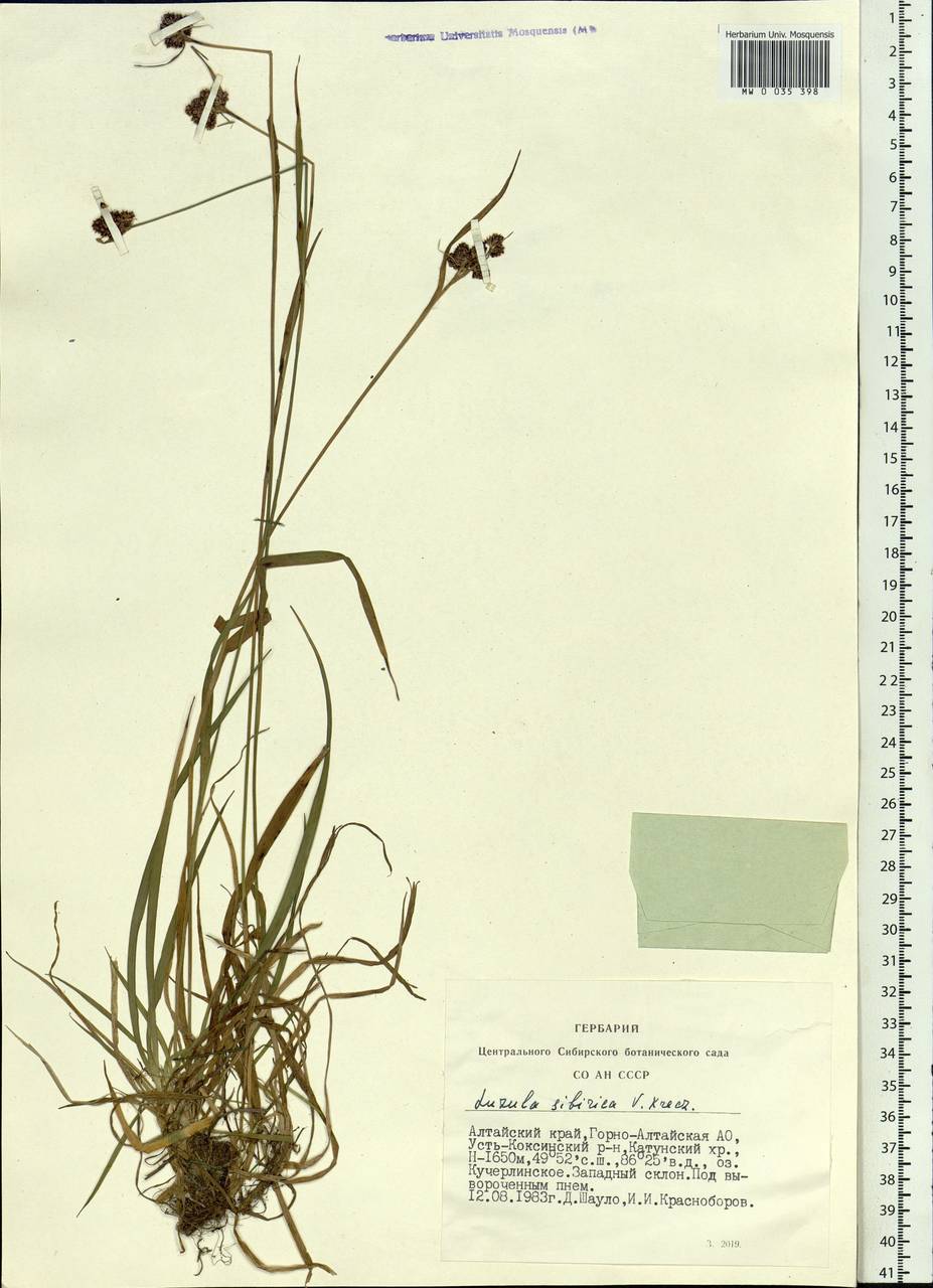 Luzula multiflora subsp. sibirica V.I.Krecz., Сибирь, Алтай и Саяны (S2) (Россия)