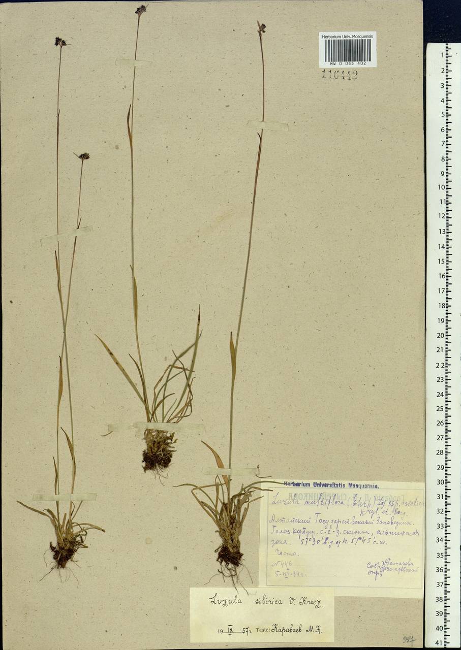 Luzula multiflora subsp. sibirica V.I.Krecz., Сибирь, Алтай и Саяны (S2) (Россия)