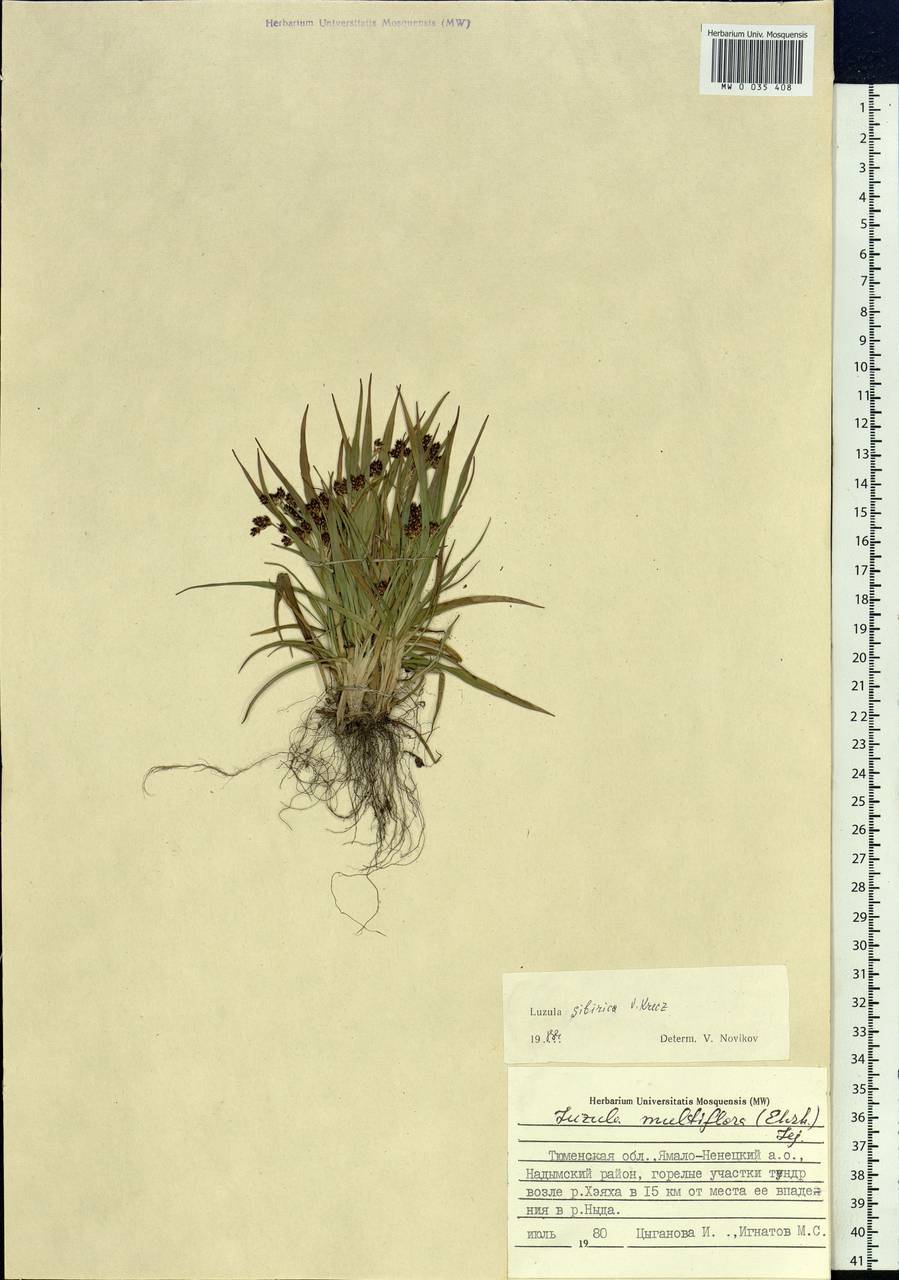 Luzula multiflora subsp. sibirica V.I.Krecz., Сибирь, Западная Сибирь (S1) (Россия)