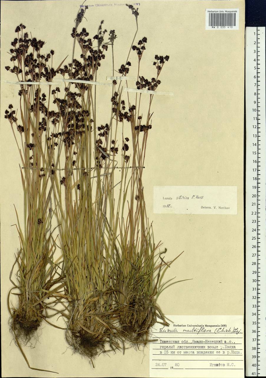 Luzula multiflora subsp. sibirica V.I.Krecz., Сибирь, Западная Сибирь (S1) (Россия)