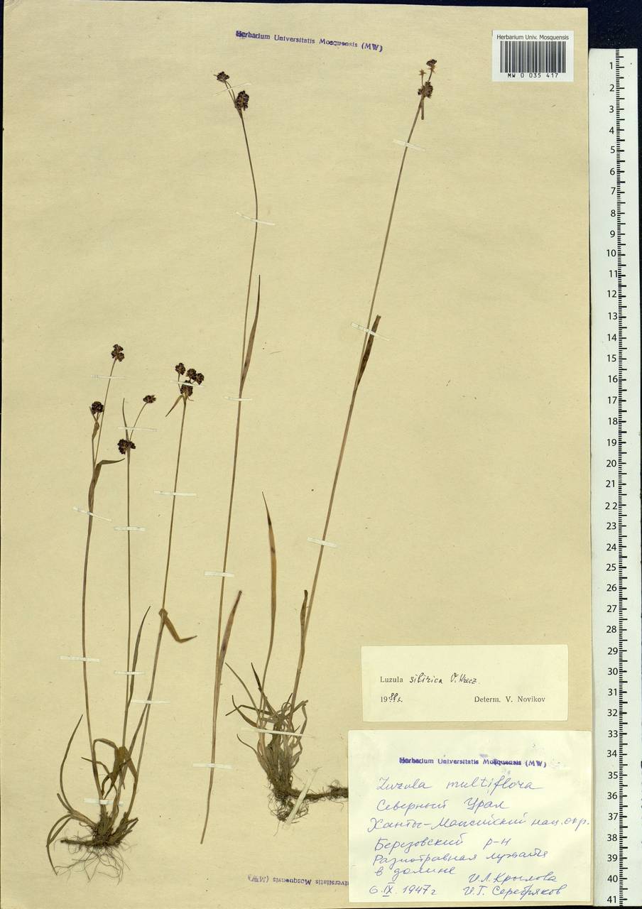Luzula multiflora subsp. sibirica V.I.Krecz., Сибирь, Западная Сибирь (S1) (Россия)
