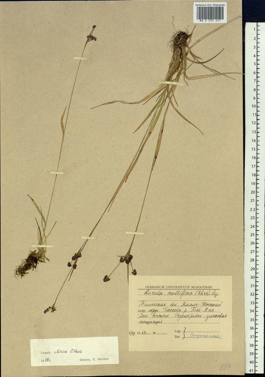 Luzula multiflora subsp. sibirica V.I.Krecz., Сибирь, Западная Сибирь (S1) (Россия)