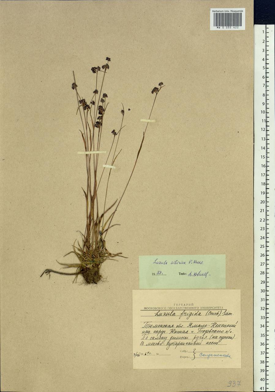 Luzula multiflora subsp. sibirica V.I.Krecz., Сибирь, Западная Сибирь (S1) (Россия)