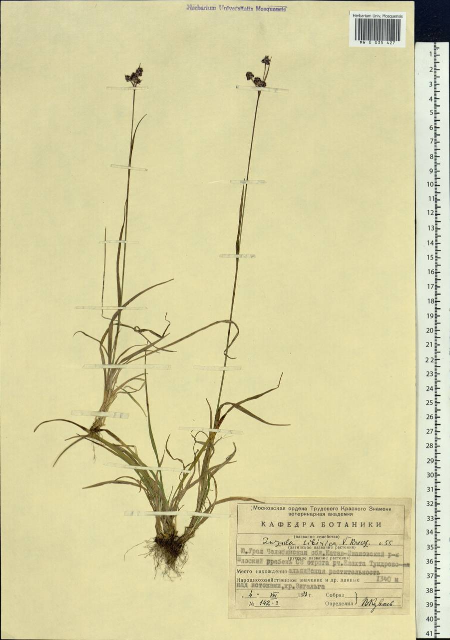 Luzula multiflora subsp. sibirica V.I.Krecz., Восточная Европа, Восточный район (E10) (Россия)