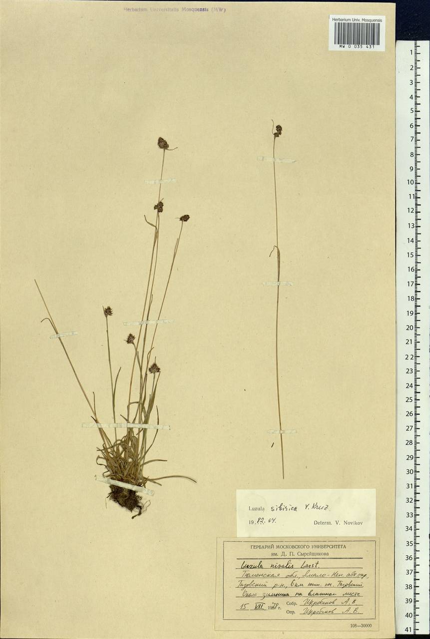 Luzula multiflora subsp. sibirica V.I.Krecz., Сибирь, Западная Сибирь (S1) (Россия)