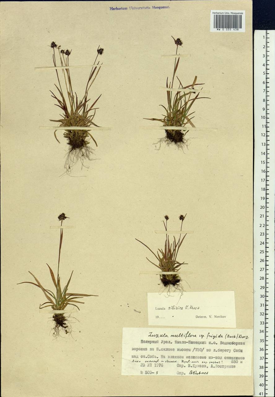 Luzula multiflora subsp. sibirica V.I.Krecz., Сибирь, Западная Сибирь (S1) (Россия)
