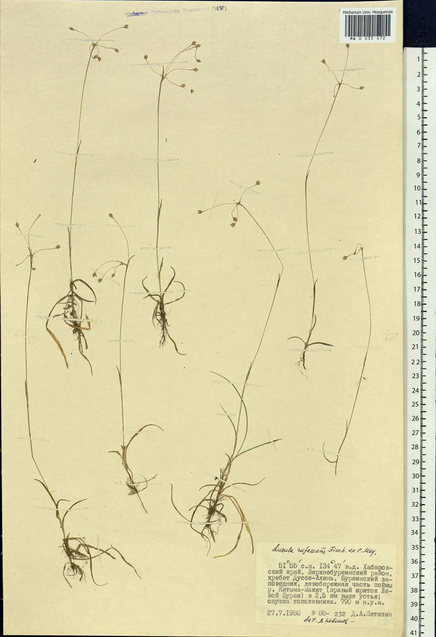 Ожика красноватая Fisch. ex E.Mey., Сибирь, Дальний Восток (S6) (Россия)