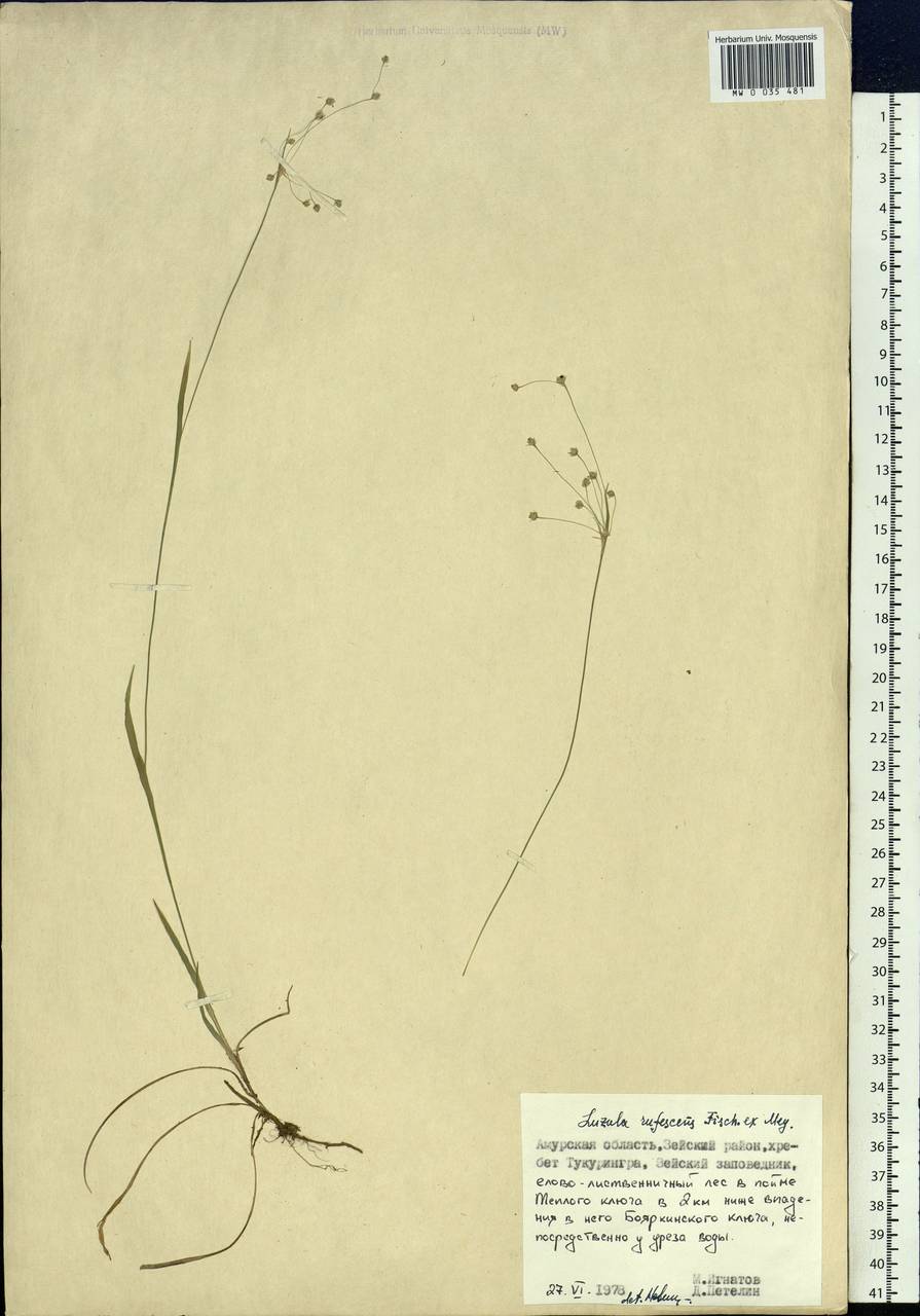 Ожика красноватая Fisch. ex E.Mey., Сибирь, Дальний Восток (S6) (Россия)