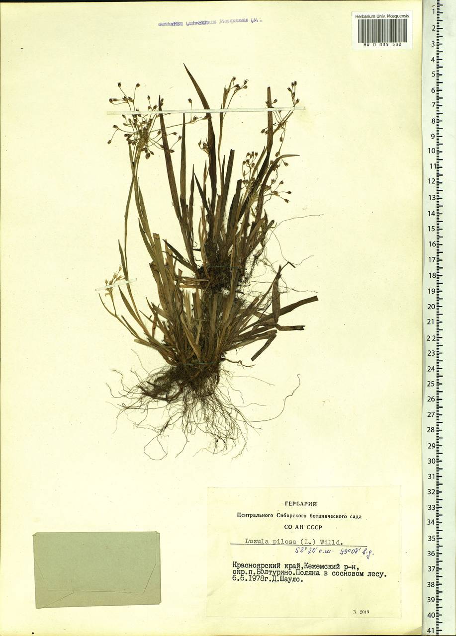 Ожика волосистая (L.) Willd., Сибирь, Центральная Сибирь (S3) (Россия)
