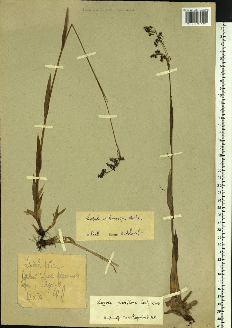 Luzula parviflora subsp. melanocarpa (Michx.) Hämet-Ahti, Сибирь, Западная Сибирь (S1) (Россия)