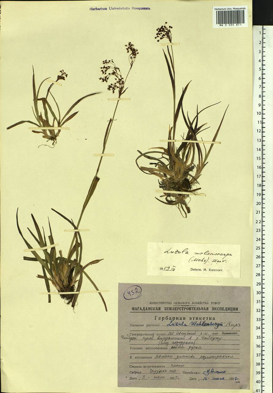 Luzula parviflora subsp. melanocarpa (Michx.) Hämet-Ahti, Сибирь, Чукотка и Камчатка (S7) (Россия)