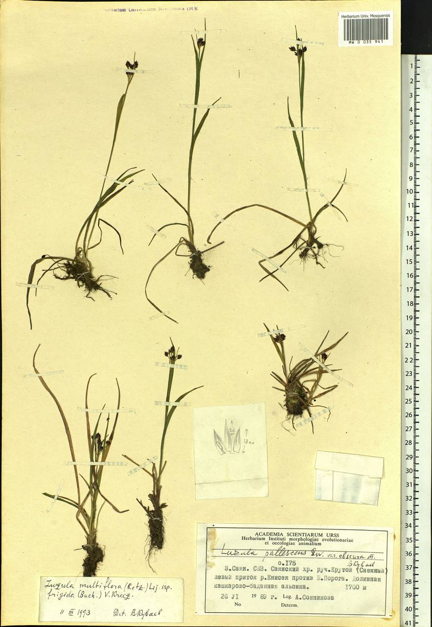 Luzula multiflora subsp. frigida (Buch.) V.I. Krecz., Сибирь, Алтай и Саяны (S2) (Россия)