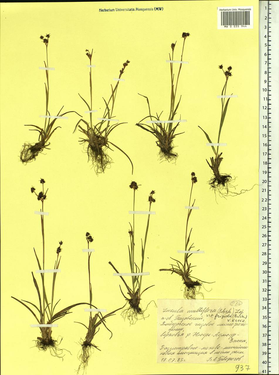 Luzula multiflora subsp. frigida (Buch.) V.I. Krecz., Сибирь, Западная Сибирь (S1) (Россия)
