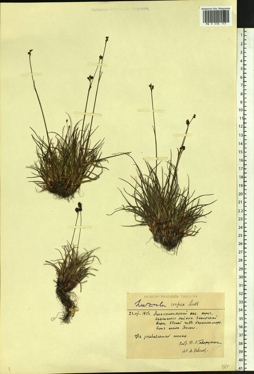 Ожика спутанная Lindeb., Сибирь, Западная Сибирь (S1) (Россия)