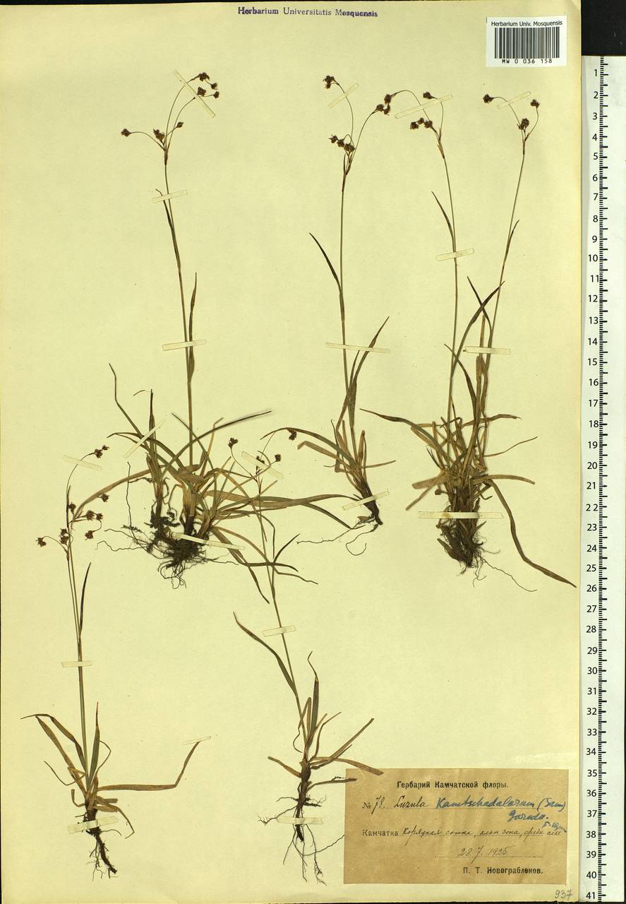 Luzula arcuata subsp. unalaschkensis (Buch.) Hultén, Сибирь, Чукотка и Камчатка (S7) (Россия)