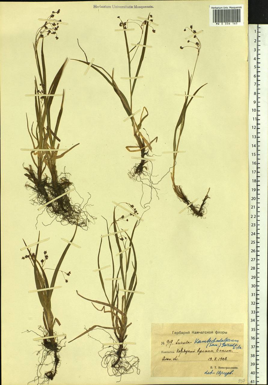 Luzula arcuata subsp. unalaschkensis (Buch.) Hultén, Сибирь, Чукотка и Камчатка (S7) (Россия)