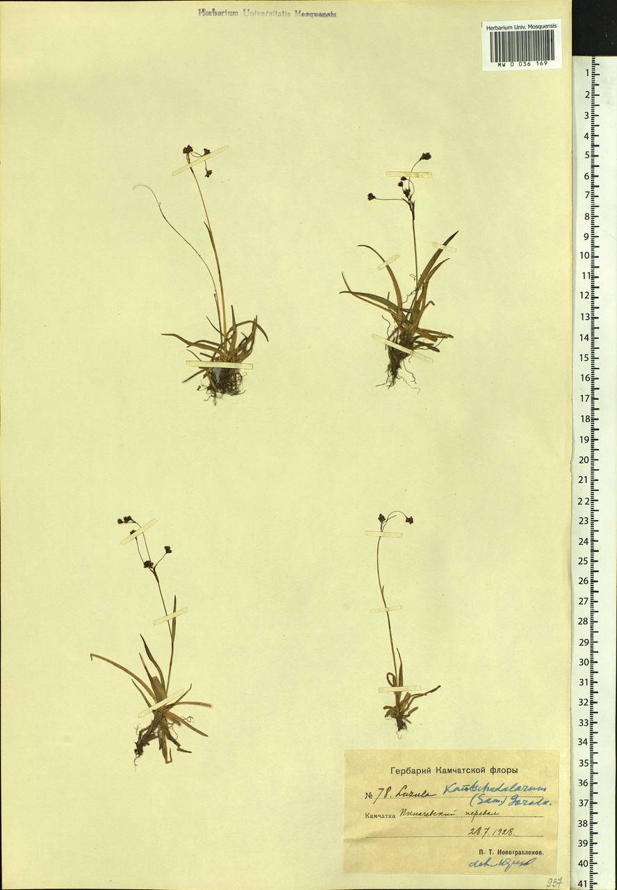 Luzula arcuata subsp. unalaschkensis (Buch.) Hultén, Сибирь, Чукотка и Камчатка (S7) (Россия)