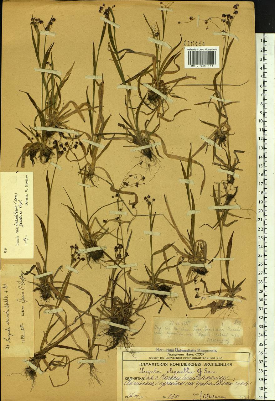 Luzula arcuata subsp. unalaschkensis (Buch.) Hultén, Сибирь, Чукотка и Камчатка (S7) (Россия)